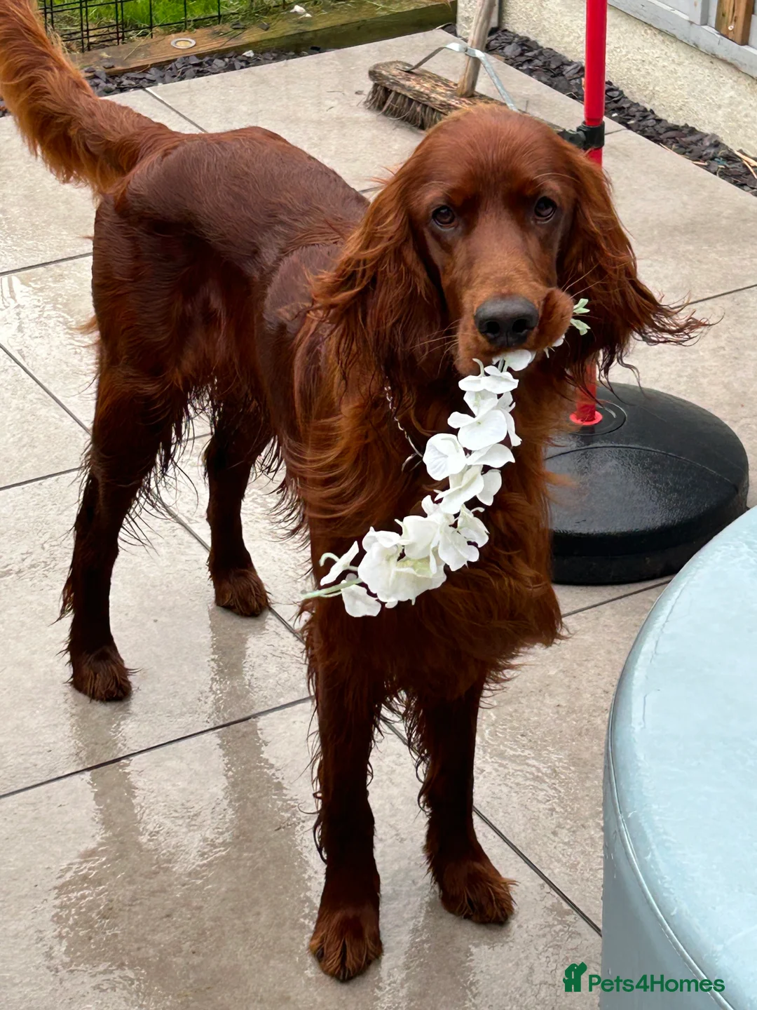 Irish Setter dogs for stud: Beautiful Irish Setter available for stud - Advert 6