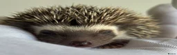 Pygmy Hedgehog rodents for sale: African Pygmy Hedgehog  in Eastleigh - Advert 17