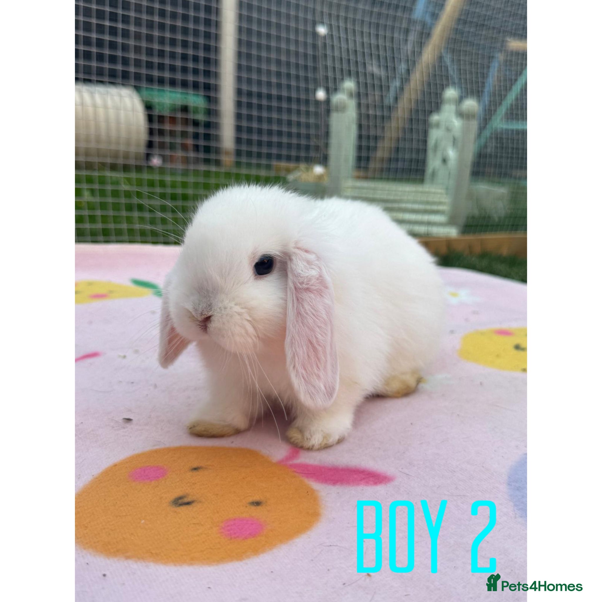 Mini Lop rabbits Beautiful mini lop babies available now  - Advert 1