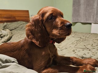 Irish Setter dogs Beautiful KC Reg Irish Setter Girl - Advert 4