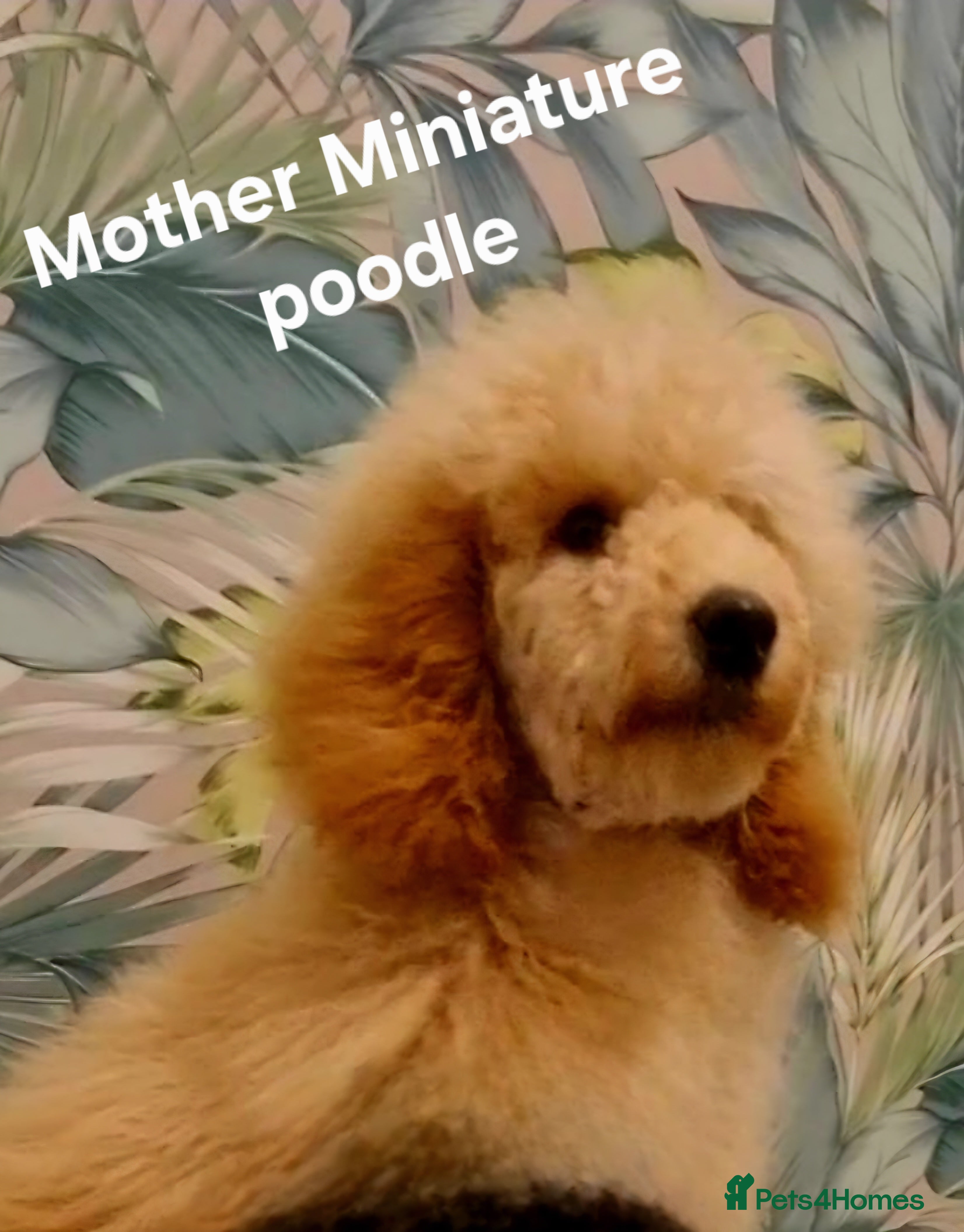 Cockapoo dogs Cockapoo puppies FB1 miniature poodle X Cockapoo  - Advert 12