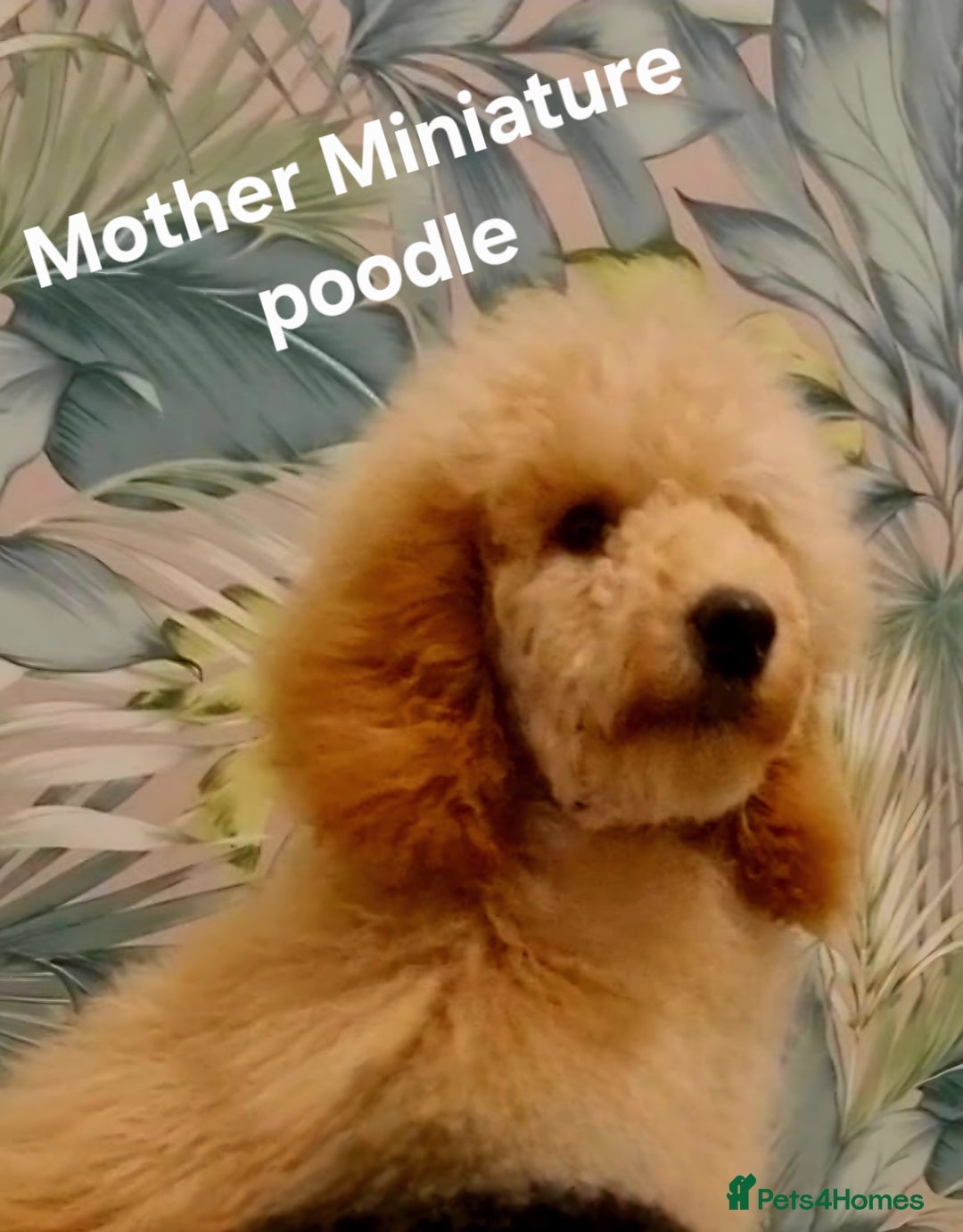 Cockapoo dogs for sale: Cockapoo puppies FB1 miniature poodle X Cockapoo  - Advert 1