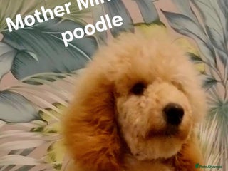 Cockapoo dogs Cockapoo puppies FB1 miniature poodle X Cockapoo - Advert 2