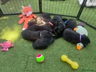 Labrador Retriever dogs 🖤 KC REGISTERED BLACK LABRADOR PUPPIES 🖤 - Advert 8