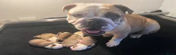 English Bulldog dogs for sale: 🏴󠁧󠁢󠁥󠁮󠁧󠁿 Best of British KC English Bulldogs in Ashington - Advert 31