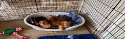 Miniature Dachshund dogs for sale: Gorgeous Miniature Long Haired Dachshund Boys - Advert 4