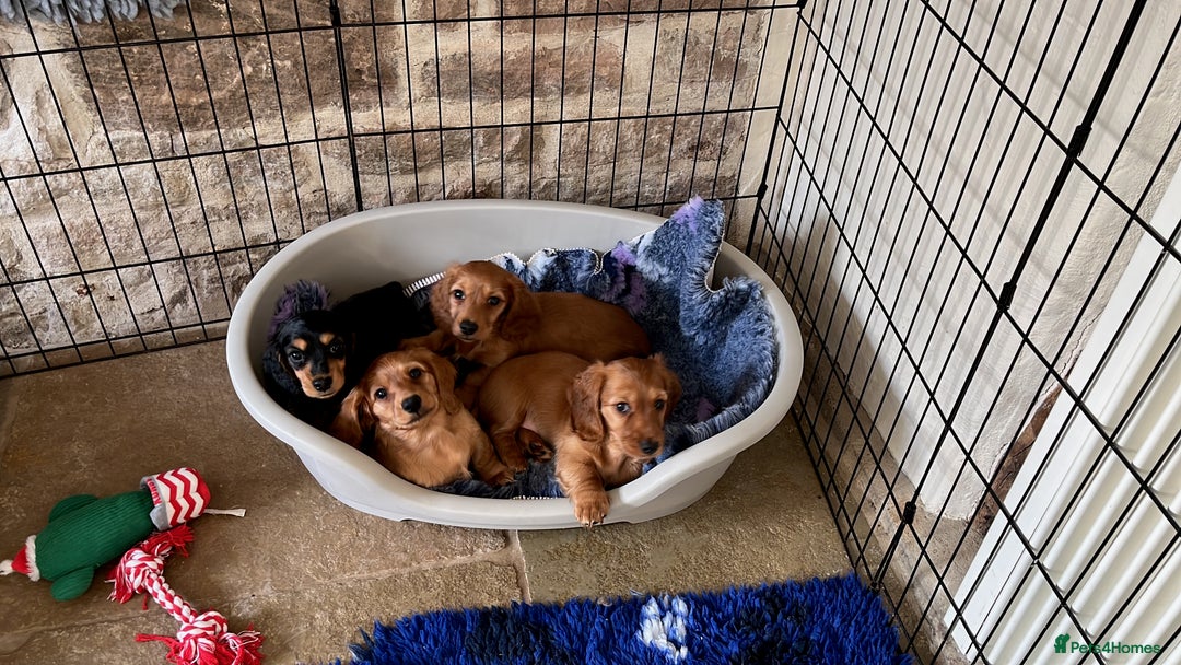 Miniature Dachshund dogs for sale: Gorgeous Miniature Long Haired Dachshund Boys - Advert 4
