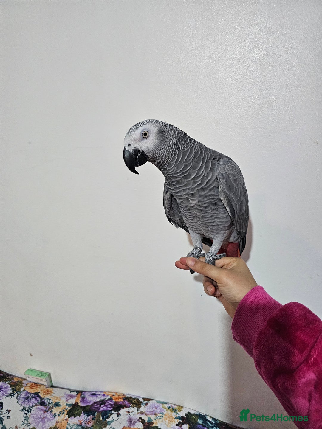 Parrots birds for sale: African grey for sale.  - Image 4