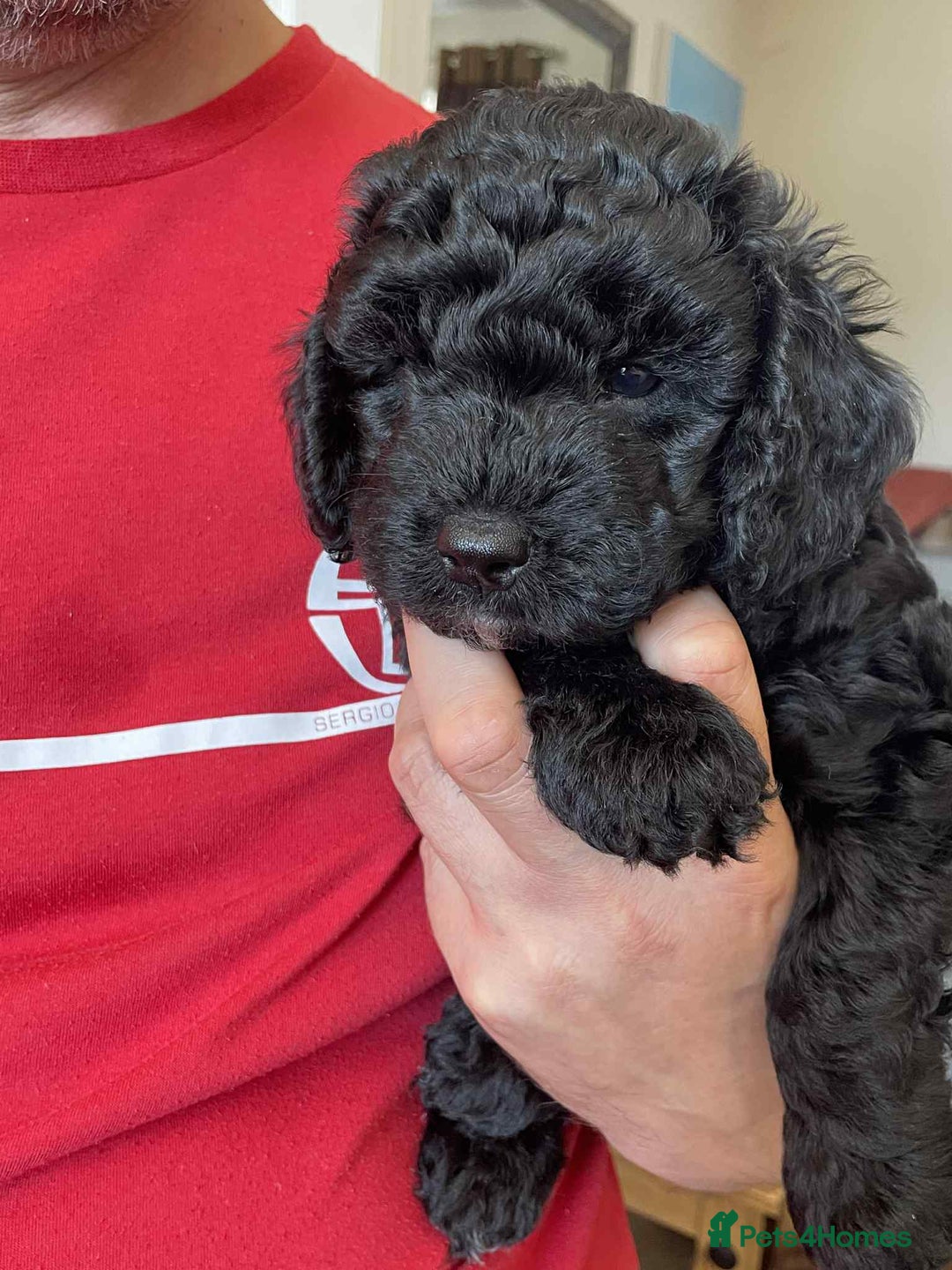 Sproodle dogs for sale: 1 Gorgeous F2 Sproodle Girl FULLY Vaccinated - Image 7