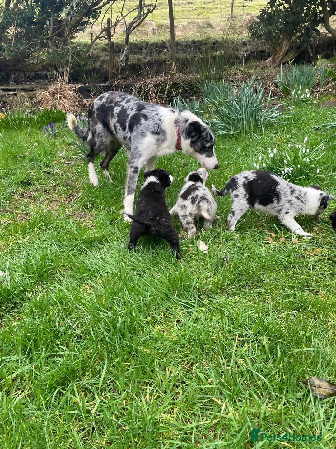 Border Collie dogs for sale: Sweet collie puppy’s  - Advert 2