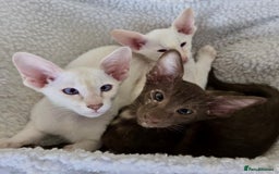 Siamese cats for sale: Outstanding pedigree Siamese Oriental kittens - Image 17