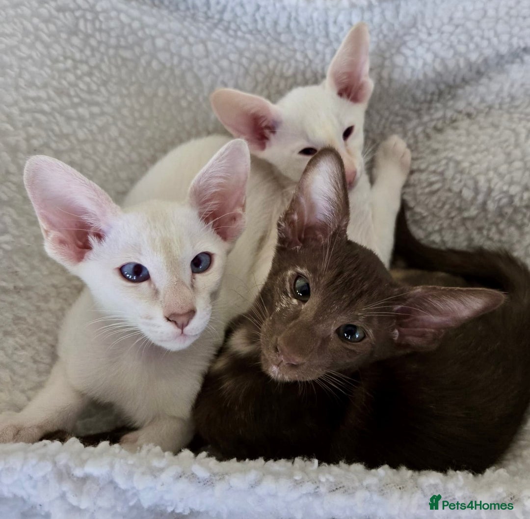 Siamese cats for sale: Outstanding pedigree Siamese Oriental kittens - Image 17