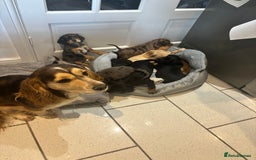 Cocker Spaniel dogs for sale: Cute show type very rare colours dna health tested - Image 32