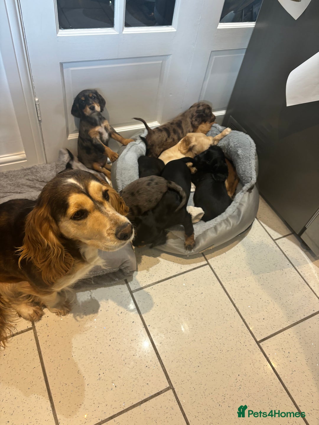 Cocker Spaniel dogs for sale: Cute show type very rare colours dna health tested - Image 32