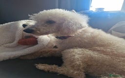 Labradoodle dogs for sale: Adorable Minuature labradoodle puppies - Image 1