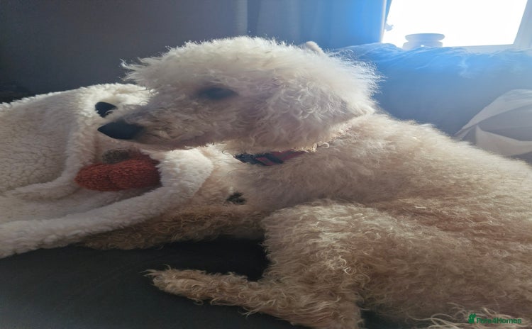 Labradoodle dogs - Advert 2