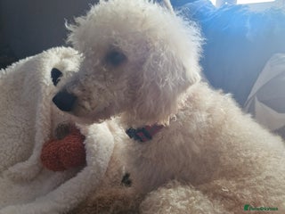 Labradoodle dogs for sale - Advert 1