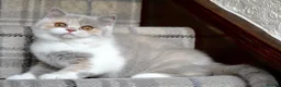 British Shorthair cats for sale: Lilac Tortie & White British Shorthair  - Advert 4