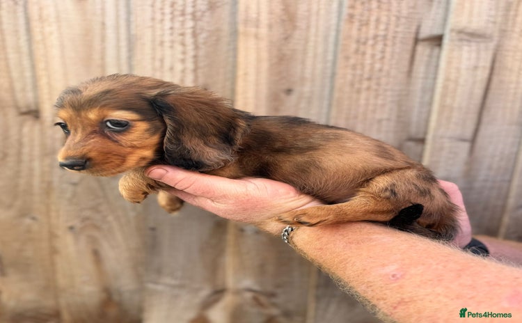 Miniature Dachshund dogs Miniature long-haired dachshunds - Advert 6