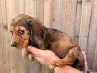 Miniature Dachshund dogs Miniature long-haired dachshunds - Advert 17