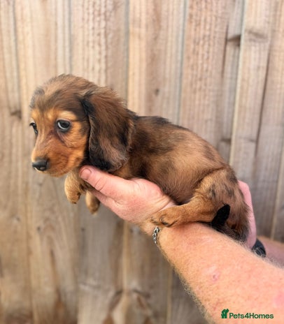Miniature Dachshund dogs Miniature long-haired dachshunds - Advert 6