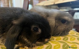 Mini Lop rabbits for sale: Two Mini Lop with Plush Baby Boys - Image 5