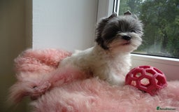 Yorkshire Terrier dogs for sale: Rare Colourful Pedigree Yorkies Certified Breeder - Image 29