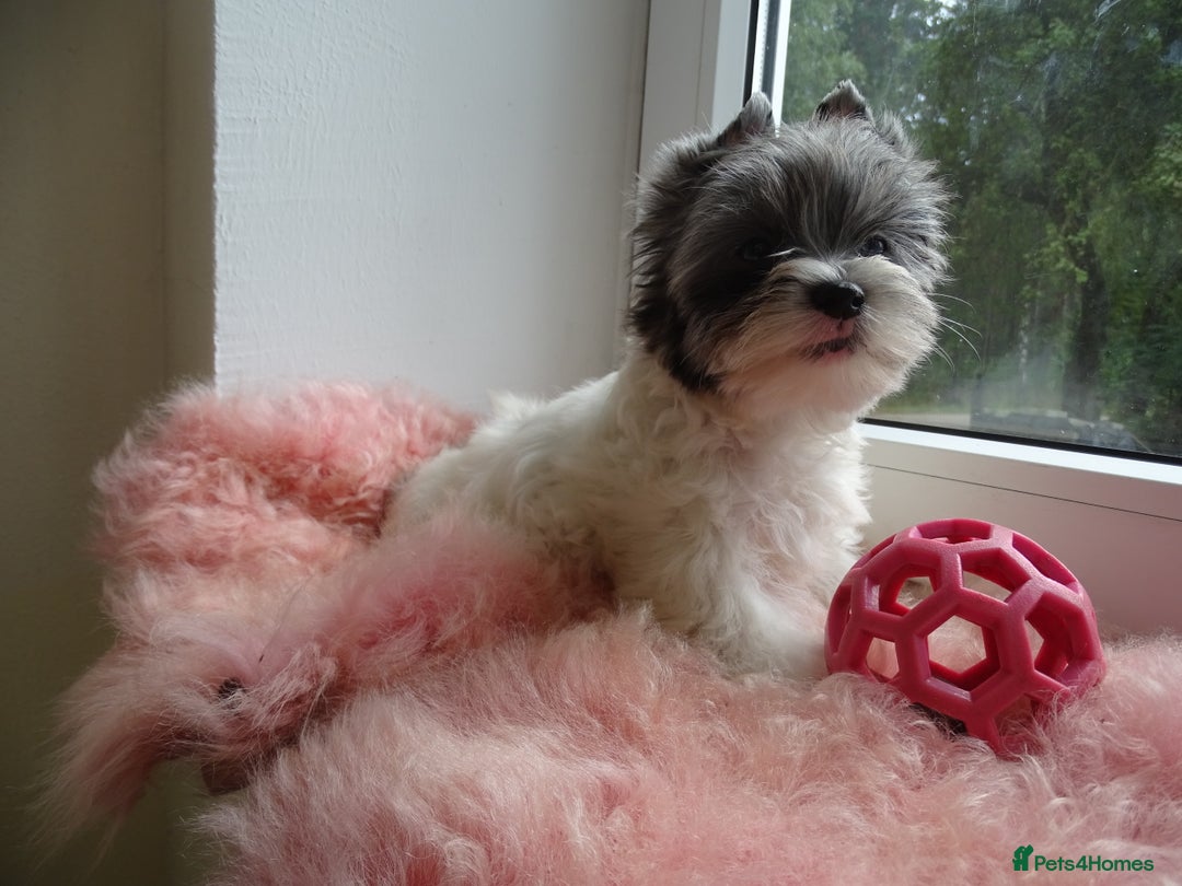 Yorkshire Terrier dogs for sale: Rare Colourful Pedigree Yorkies Certified Breeder - Image 29