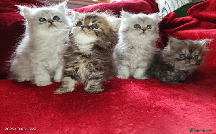 Persian cats - Advert 4