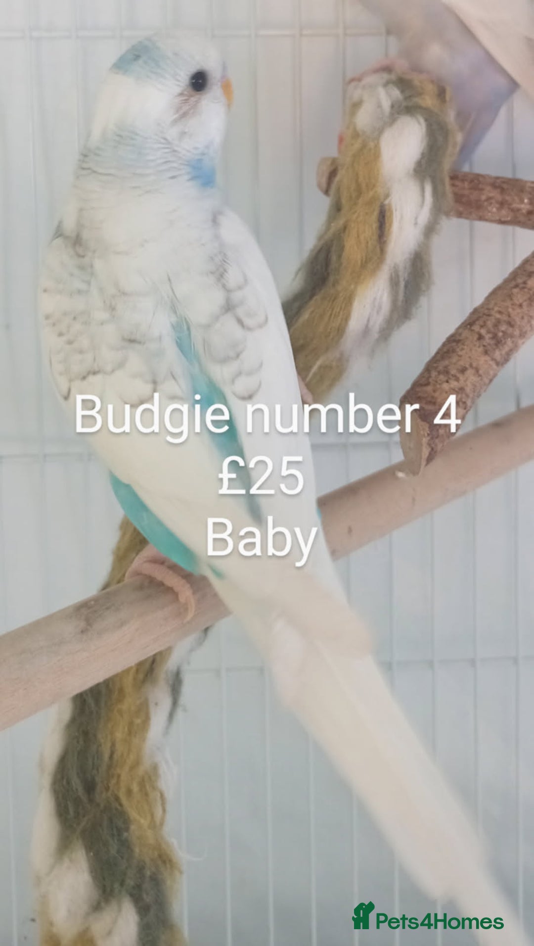 Budgerigars birds for sale: Budgies - babies, adults & pairs available/ - Image 9