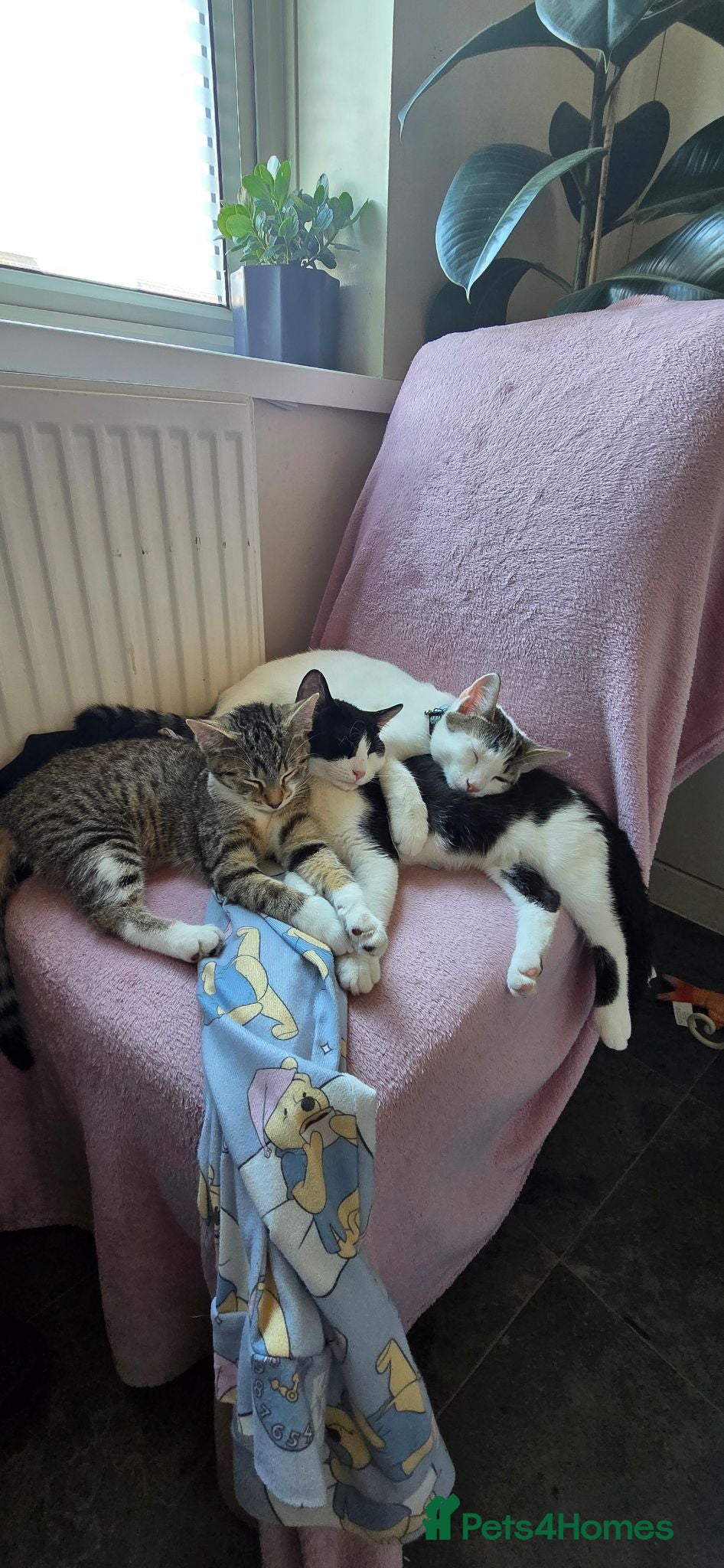 Mixed Breed cats 6 month old kittens  - Advert 1