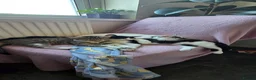 Mixed Breed cats for sale: 6 month old kittens  - Advert 1