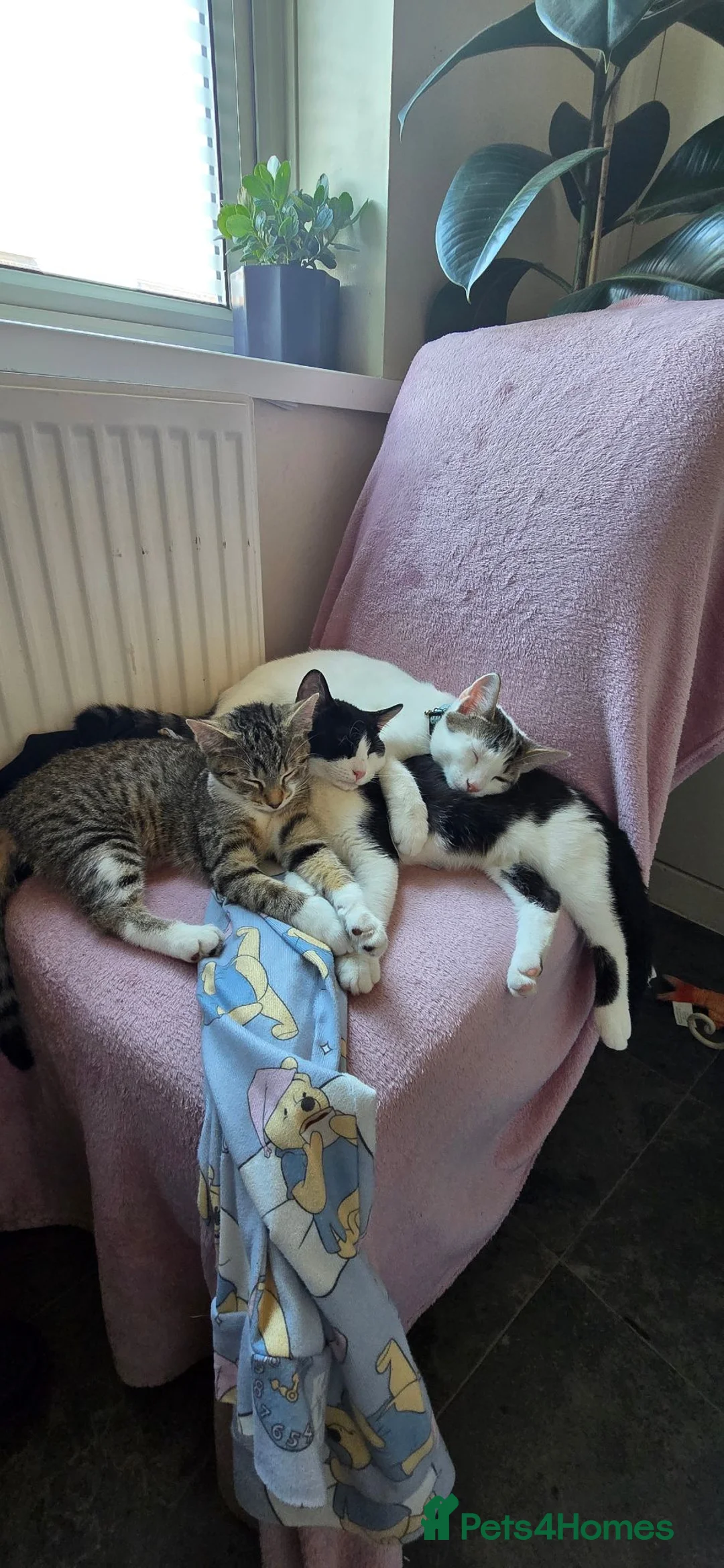 Mixed Breed cats for sale: 6 month old kittens  - Advert 1
