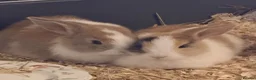 Mixed Breed rabbits for sale: Butter and Toffee in Basildon - Advert 1
