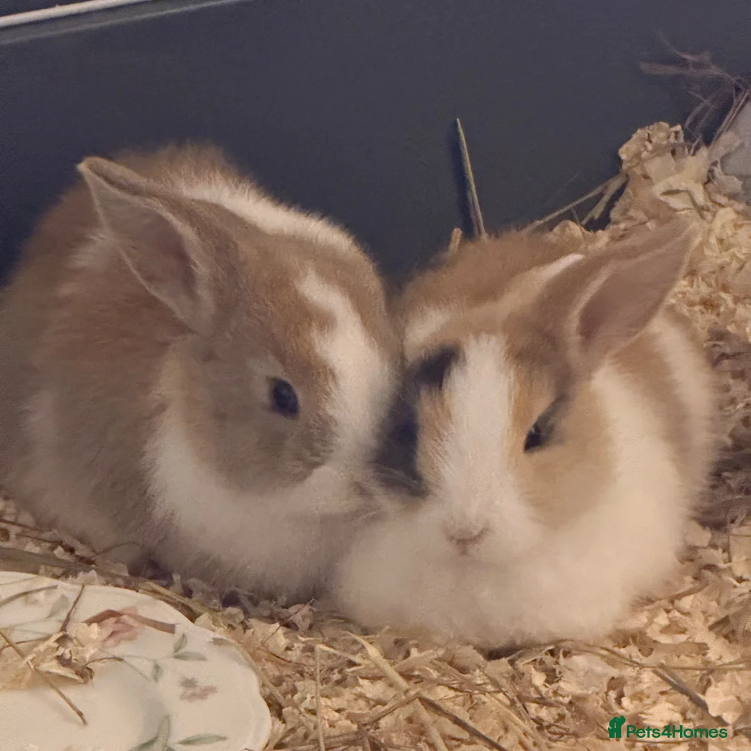 Mixed Breed rabbits for sale: Butter and Toffee in Basildon - Advert 1