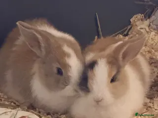 Mixed Breed rabbits Butter and Toffee - Advert 1