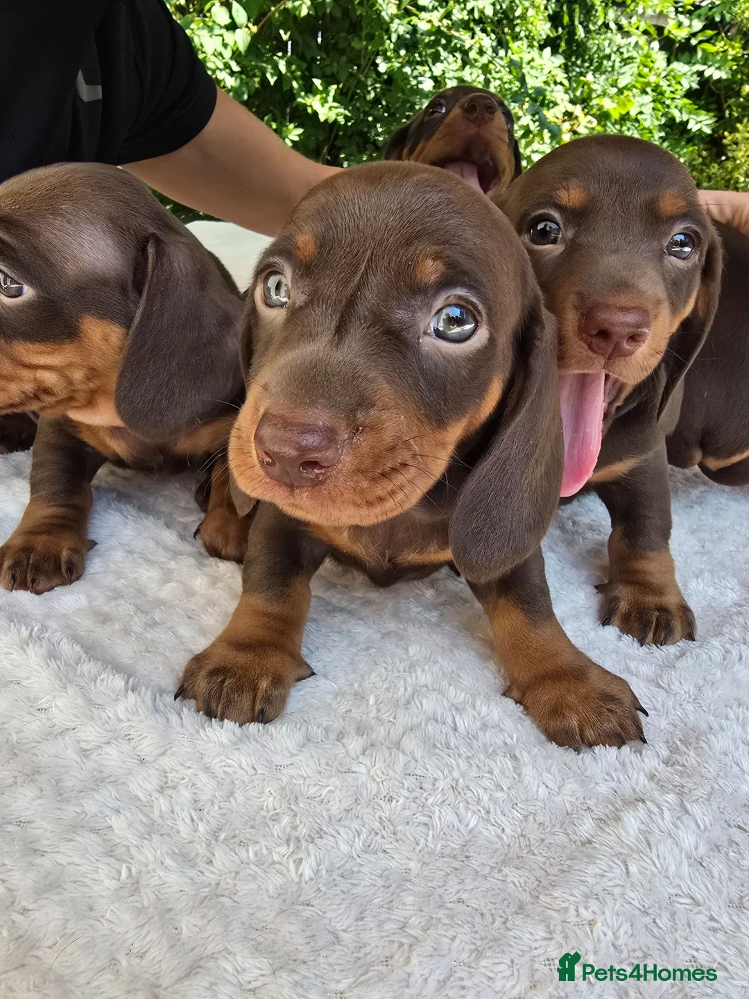 Dachshund dogs for sale: Beautiful Standard Dachshund PuppiesReadyNow 🏡❤️  - Advert 1