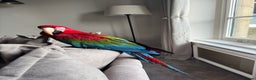 Macaws birds for sale: Tame&Talking Greenwing Macaw - Advert 10