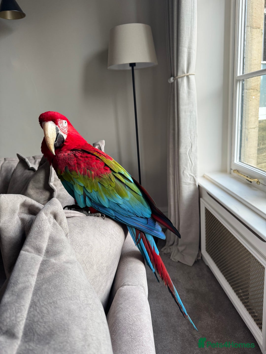 Macaws birds for sale: Tame&Talking Greenwing Macaw - Advert 10