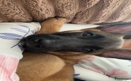 Belgian Shepherd Dog dogs for sale: Belgian Malinois - Image 4