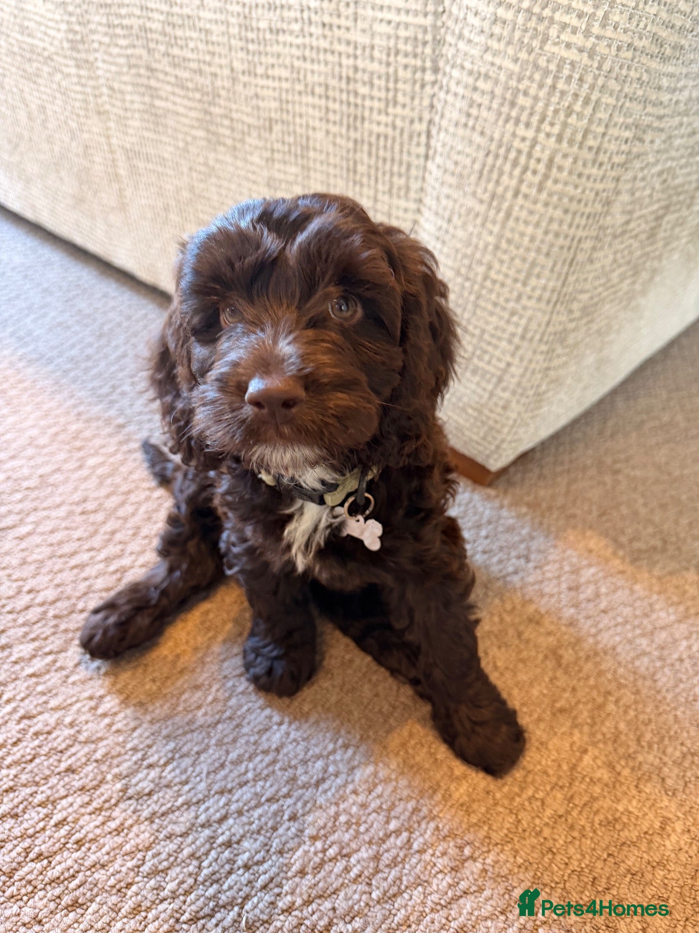 Mixed Breed dogs  Sproodle Puppies 1 girl & 1 boy left  - Advert 1
