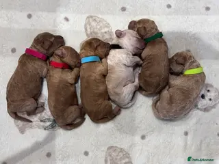 Miniature Poodle dogs Mini Poodle Puppies-KC Registered-Red-Beige in Buckhurst Hill - Advert 8