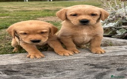 Goldador dogs for sale: Gorgoeus Goldador’s-Health Tested  - Image 6