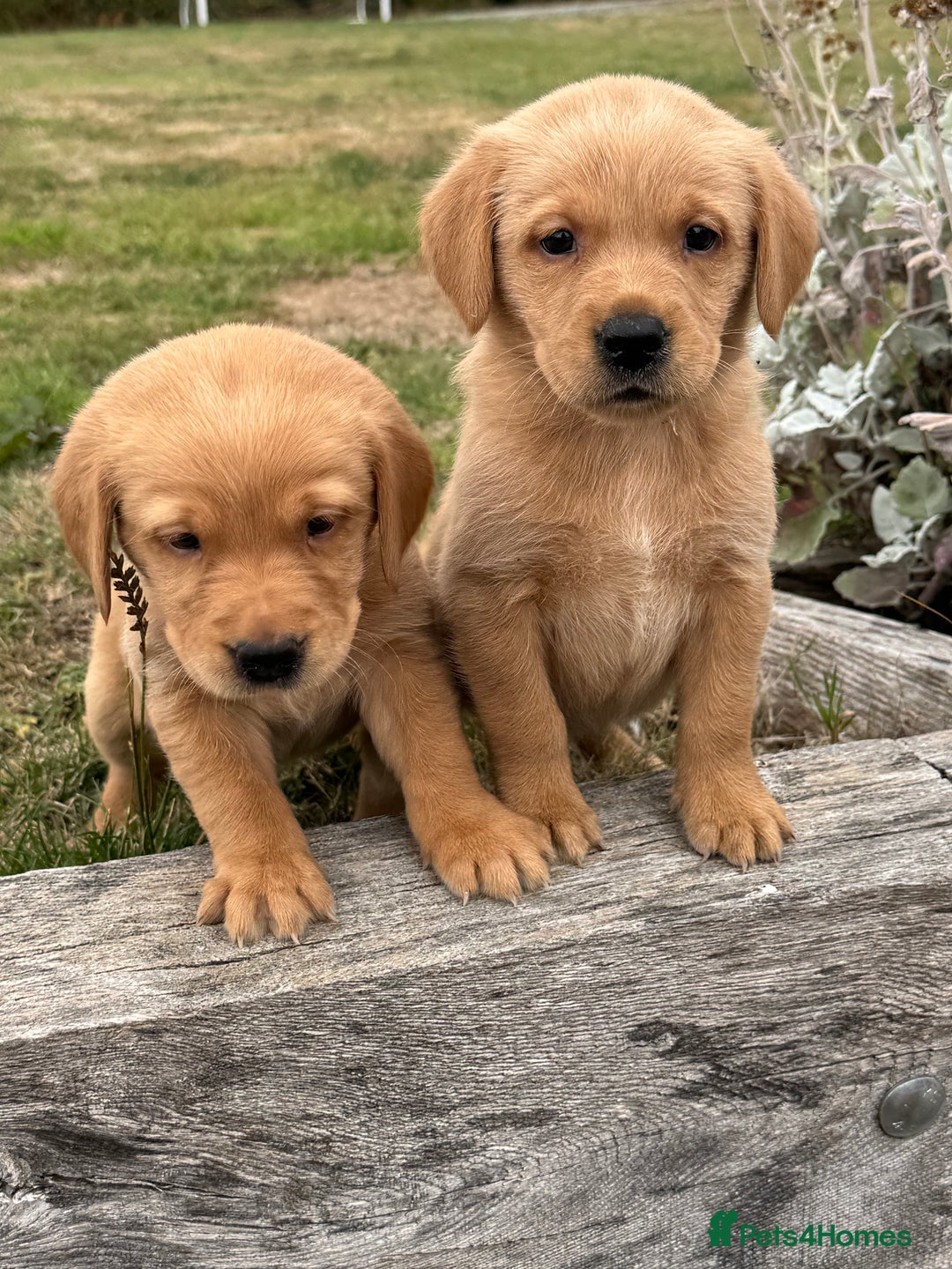 Goldador dogs for sale: Gorgoeus Goldador’s-Health Tested  - Image 6