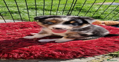 Border Collie dogs - Advert 1