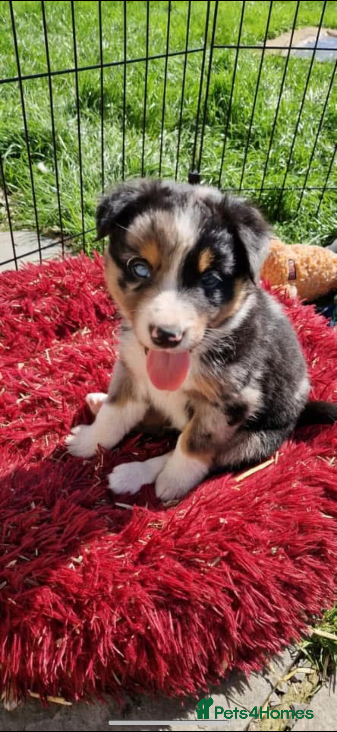 Border Collie dogs for sale: Border collie pups 6 weeks old  - Image 1