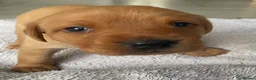 Labrador Retriever dogs for sale: 🦊❤️ GORGEOUS FOX RED LAB PUPPIES 6 GIRLS & 1 BOY! - Advert 13