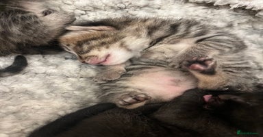 British Shorthair cats - Advert 9