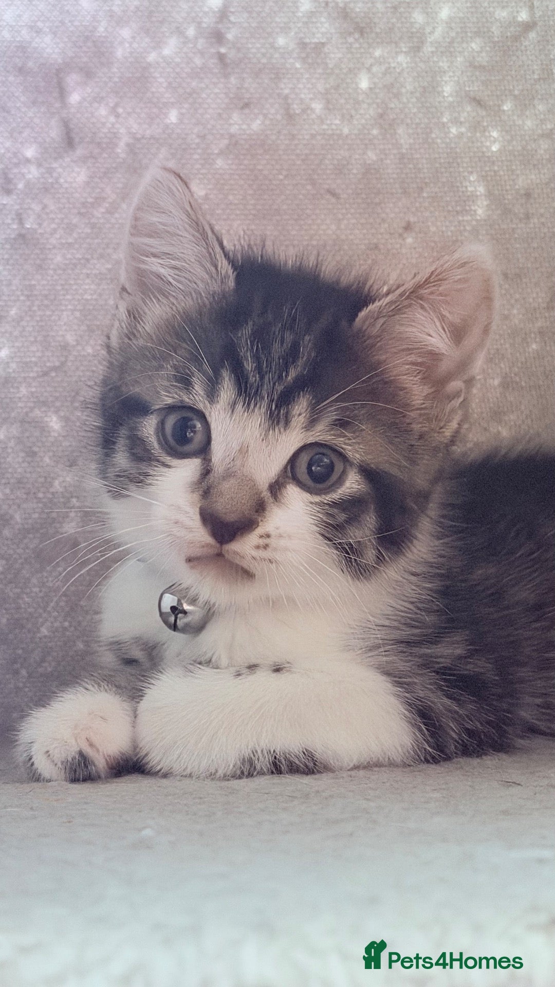 Mixed Breed cats 🩶Ragamuffin crossed Bengal kittens🩶 - Advert 6