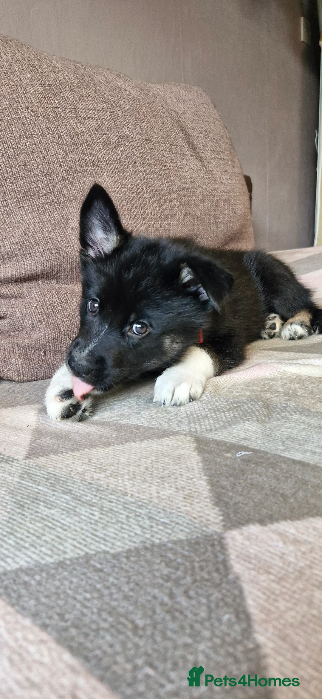 Mixed Breed dogs for sale: German sheperd Malamute  - Advert 9